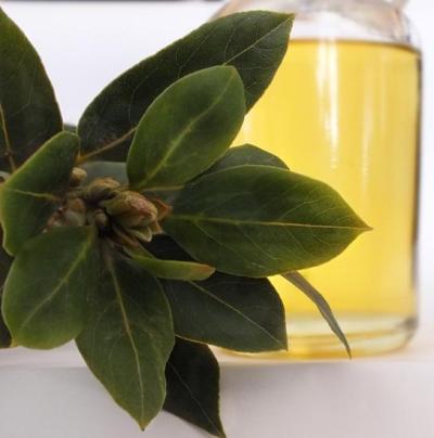 Laurel Leaf Essential Oil 4